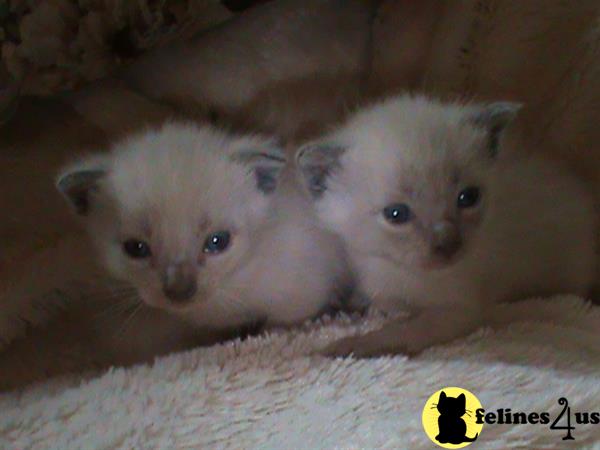 siamese_colorpoints Picture 1